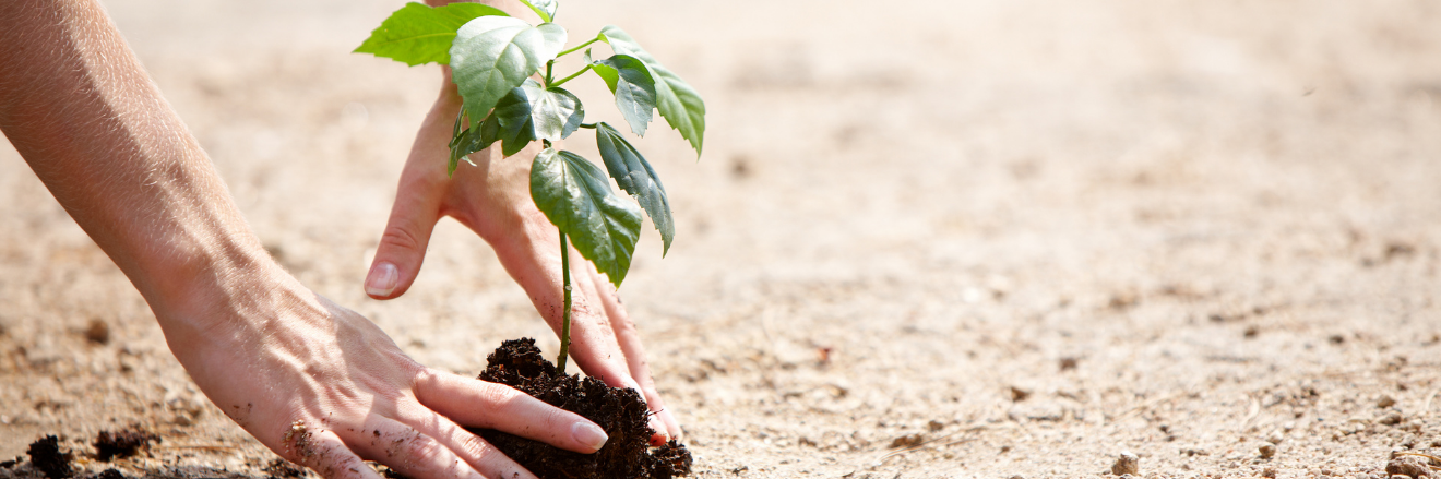 Cover image for Educazione e Natura: Competenze per una Formazione Ecologica e per la Sostenibilità