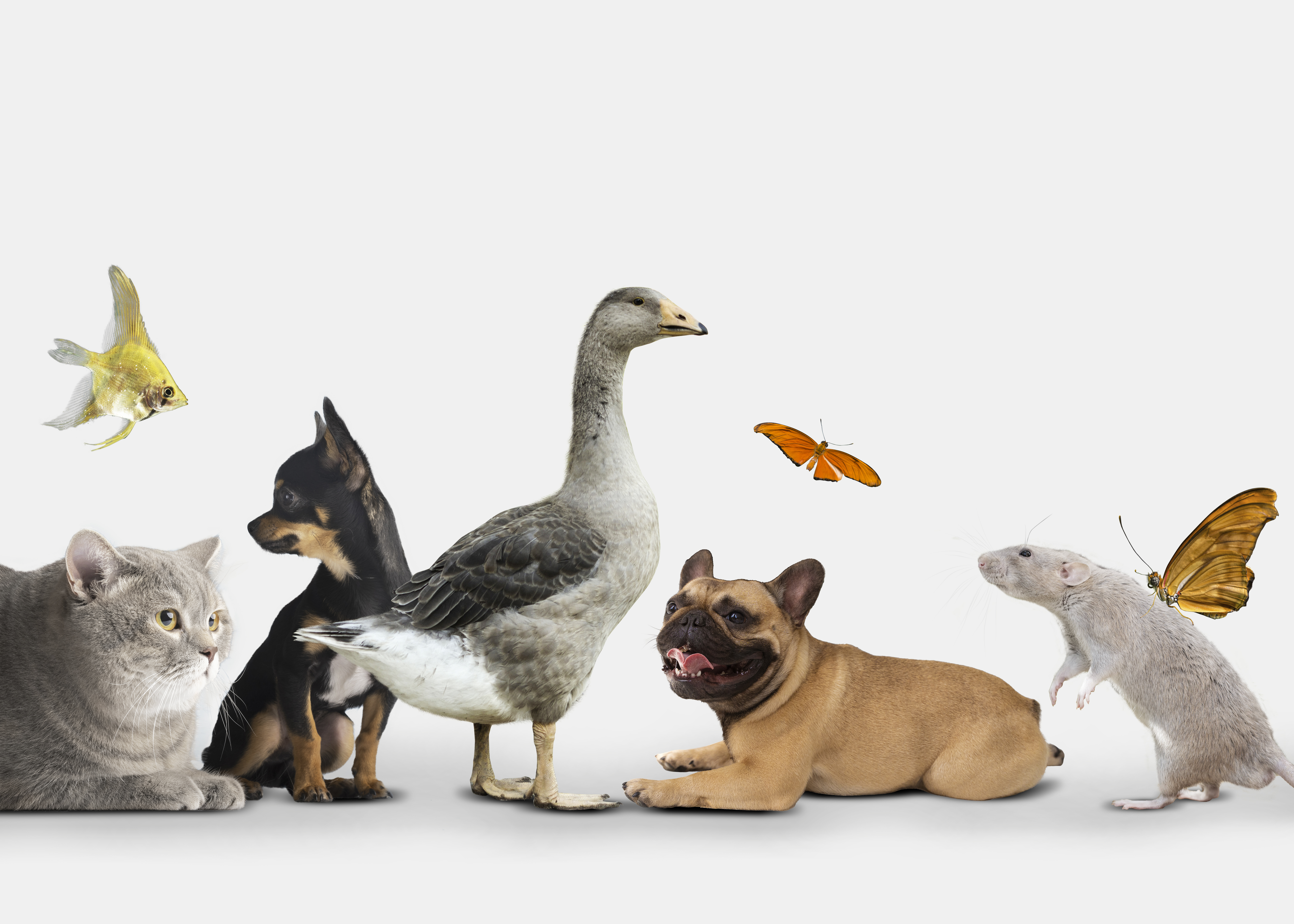Course image of Diritto e benessere degli animali
